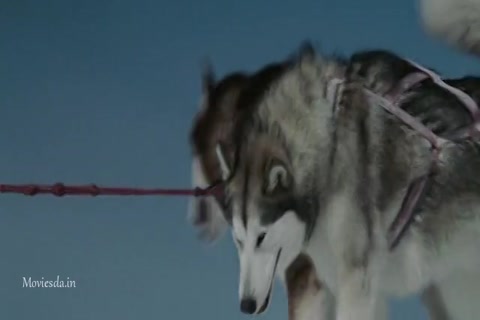 Eight Below (2006) Sample (640x360).mp4