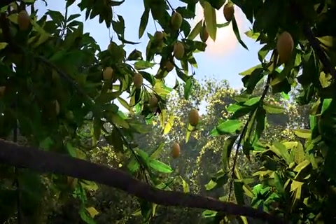 S01 EP12 - The Mango and the Sun HD Sample.mp4